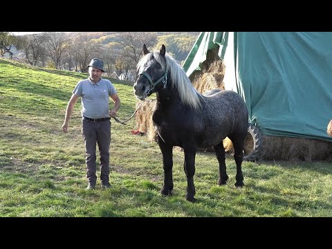 Caii lui Stelica de la Jichisu de Jos, Cluj - 2023 Nou!!!