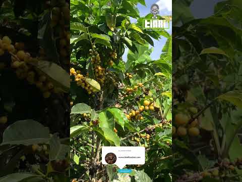 Café Bourbon amarillo en Chunchi - Ecuador.  #food #trending #viral #youtubeshorts #new
