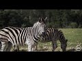 Zebra Wildlife