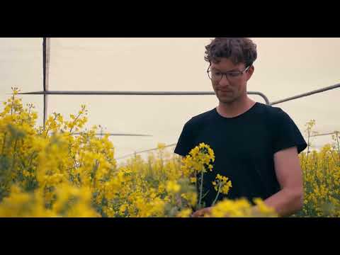 DSV Oilseed Rape Breeding - A look behind the scenes