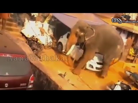 നട്ടെല്ലിന് പരിക്കുപറ്റി ചെരിഞ്ഞ കേരളത്തിലെ ഉയരം കൂടിയ ആന  | Cherai krishnaprasad elephant
