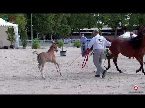 N 62 SH DANA CRISTAL   2020 Vichy   Championnat de France du Cheval Arabe   Filly Foals Championship