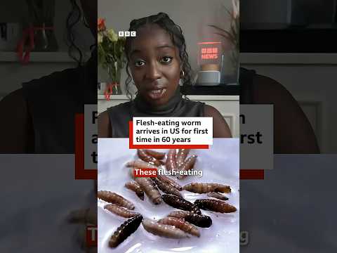 Flesh-eating screwworm arrives in US for first time in 60 years. #US #BBCNews