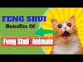 Feng Shui Tips Feng Shui Tips For Business Luck And Success Feng Shui Tips For Home