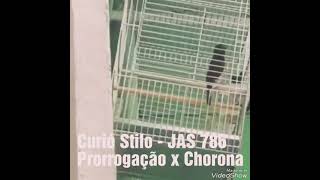 CURIO STILO (JAS 786)