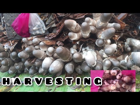 Pag may itinanim may aanihin💗