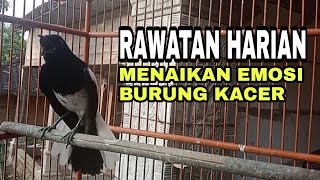 Download lagu CARA MENAIKAN EMOSI BURUNG KACER || AGAR NAMPIL NGOTOT mp3