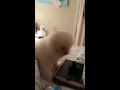 Niesender Hund