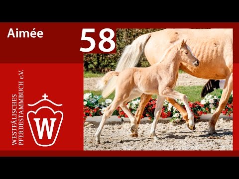 58 Aimée SF v. A New Star I - Top Zento