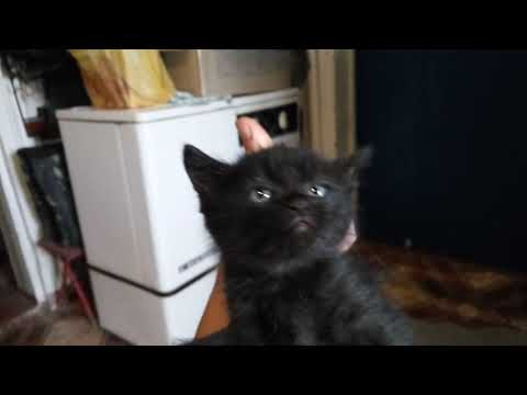 27,04,2019 Маруська и Мурзик