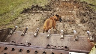 Veterinarian Squishes Dog With Bulldozer