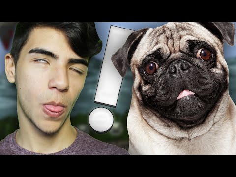 pet con colina prostata dove youtube pet con colina prostata dove youtube