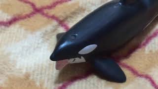 動物パーク 誕生日を祝ってもらいたい方の為の動画（鯱）
