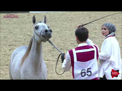N 65 WASAYEF ASSAYEL ALUWAYNAH   21st Qatar National 2018   Yearling Fillies Class 3A