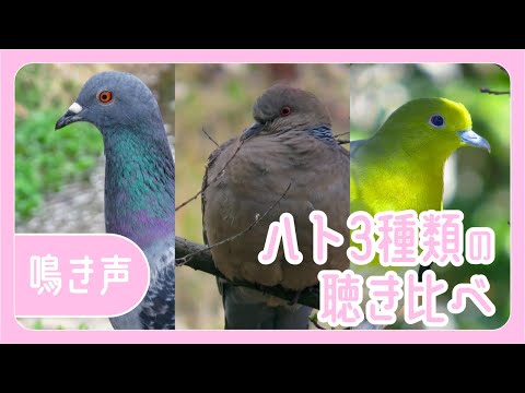 ハトの種類 - ムラサキウズラ鳩 (Geotrygon purpurata)
