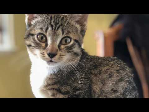 Xena, an adopted Tabby in Port Chester, NY_image-1
