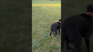 Video preview image #1 Australian Kelpie-Unknown Mix Puppy For Sale in Westminster, MD, USA