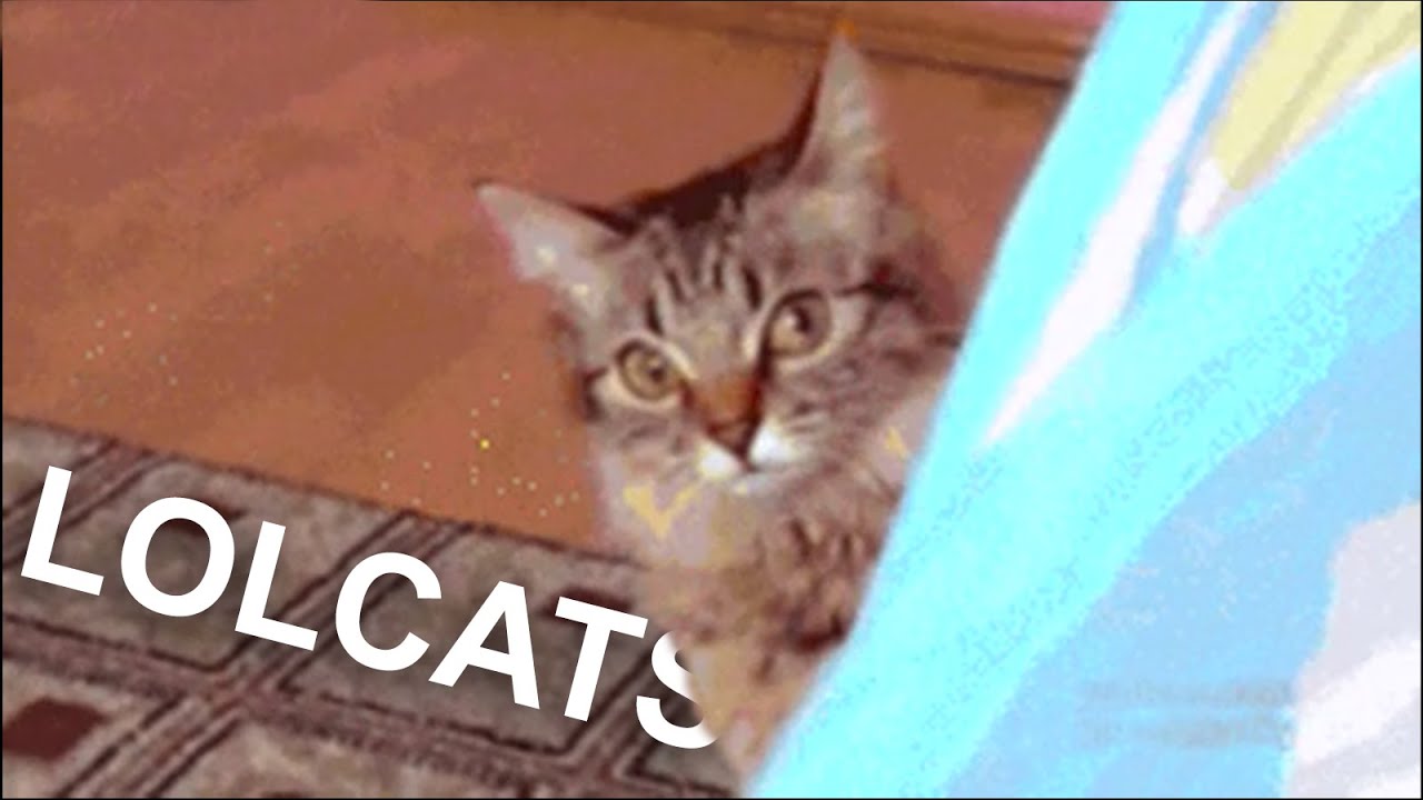 LOLCATS - PAROLE DE CHAT