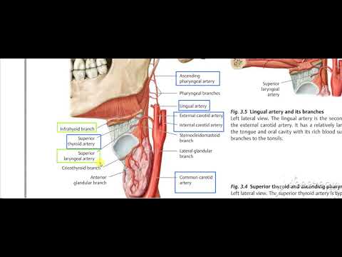 Neck Vessels revision 3