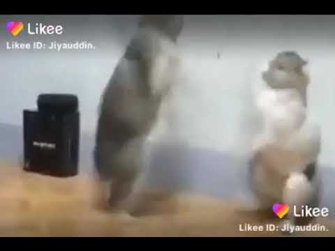 Best fighting of cat.... best tiktok