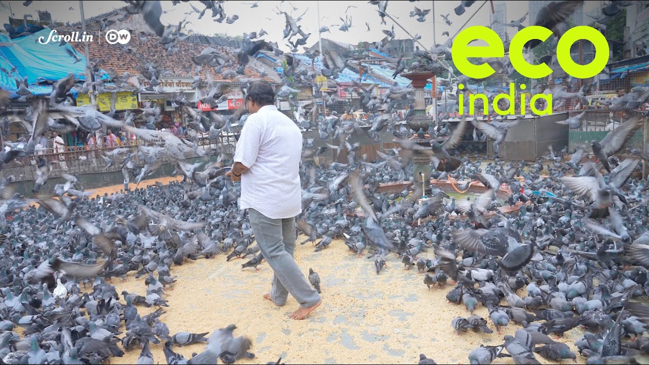Eco India: How overpopulation of pigeons in Mumbai is causing a health crisis?