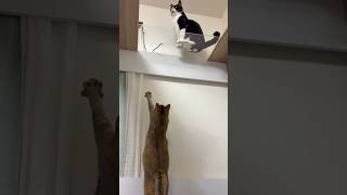 ヒモが気になった結果 #shorts