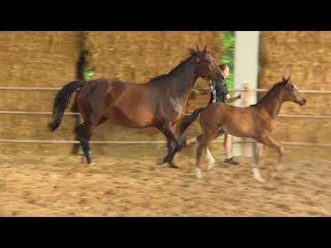 Elano - Lossow - Esteban XX - Bagdad OX