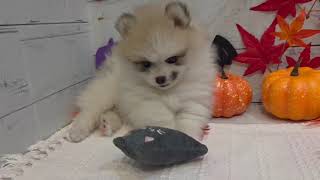 ポメラニアンの動画01