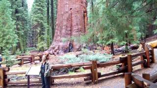 preview picture of video 'the biggest tree on the planet the General Sherman tree'