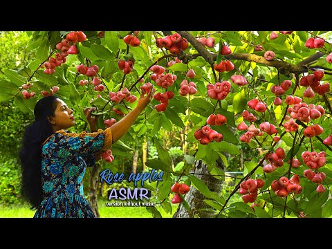 ASMR Jam, cordial and desserts with Java apples | Nadee's ASMR Journey | Traditional Me