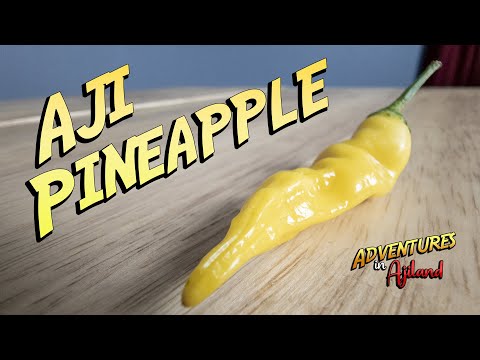 A Warm and TROPICAL Pepper! Aji Pineapple Pepper Review