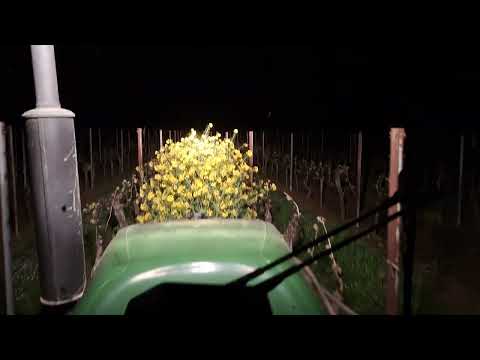 GPS RTK Lenksystem Cerea Fendt 207 Vario TMS Gründüngung häckseln fräsen___www.witt3d.de