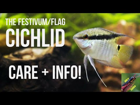 Vlajkovec (Mesonauta festivus) — species profil, akvárium a starostlivosť