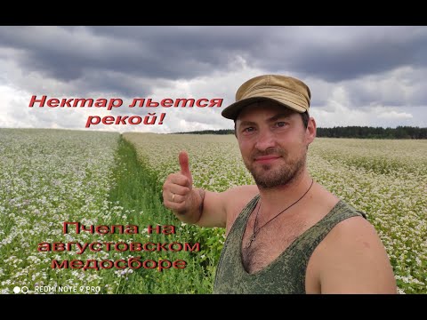Пчеловодство.Нежданный поздний взяток с редьки маслянистой, гречихи и золотника в конце августа.