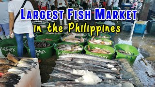 LARGEST FISHING PORT AND SEAFOOD MARKET in the Philippines | Metro Manila