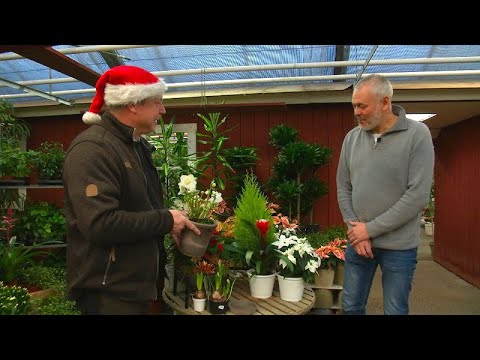 Per Bürger julblommor - Västmanlands Television