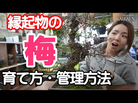 梅か梅か? 植物