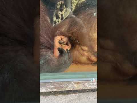 TUCI THUG | FUNNY VIDEO 😂👌