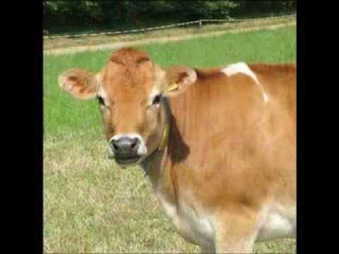 The MIRACLE of the Cow in the Quran