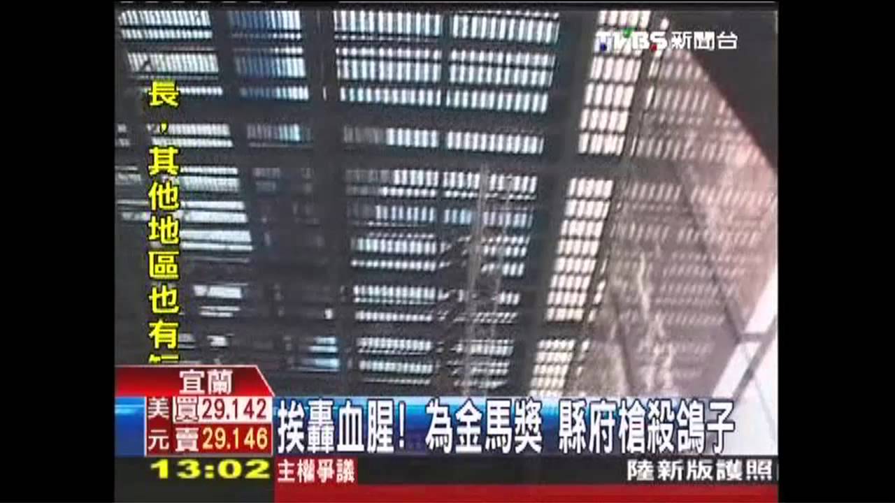 挨轟血腥！為金馬獎　縣府槍殺鴿子