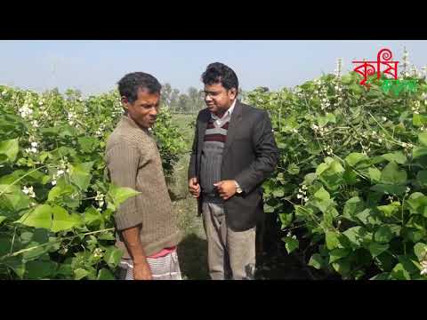 শিমের রাজ্য