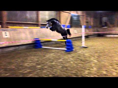 Emilia 4-jährige Holsteiner Stute