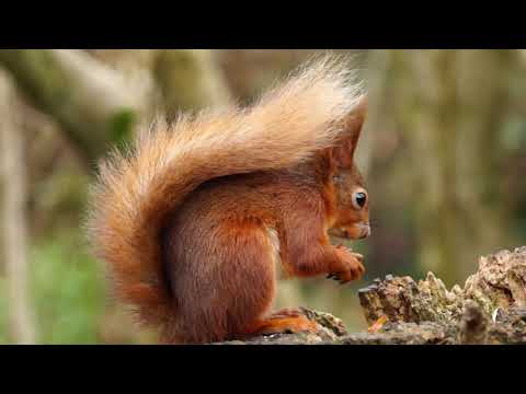 Ein Eichhörnchen das eine Nuss isst