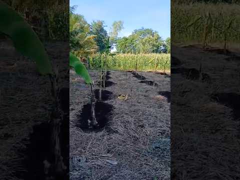 Empezando un nuevo proyecto #marimbagarcia #suchitepequez #mazatenango