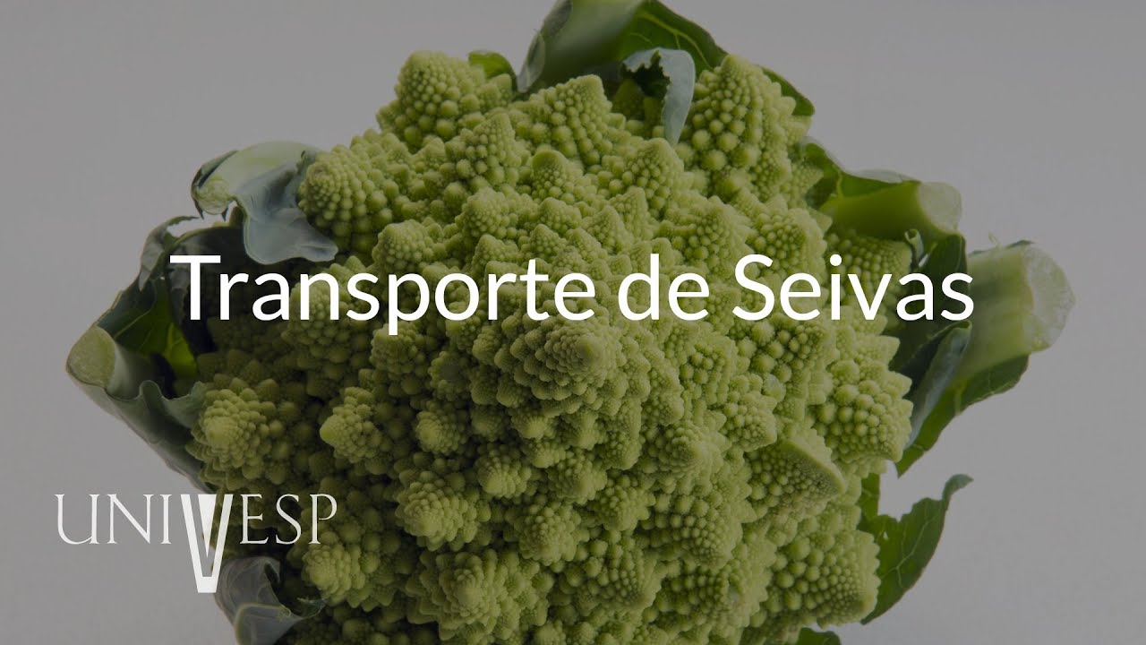Fisiologia Vegetal - Aula 02 - Transporte de seivas