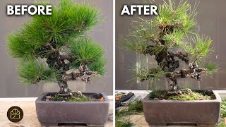 From Auction to Masterpiece: Restyling a 50-Year-Old Japanese Black Pine Bonsai Tree