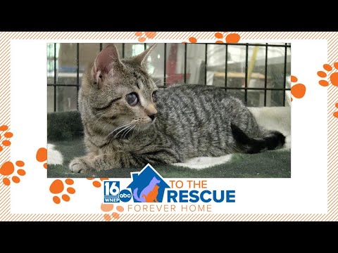 Eloise | 16 To the Rescue