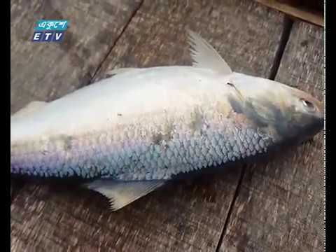 ইলিশ মাছের পূর্ণাঙ্গ জীবন রহস্য উন্মোচিত