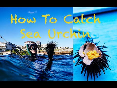 How To Catch Sea Urchin (uni) | Free Diving
