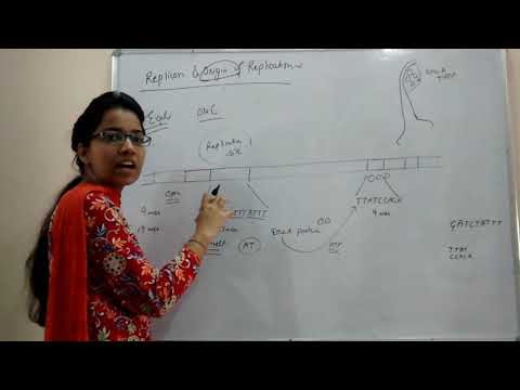 Replicon || Origin of replication || replication fork